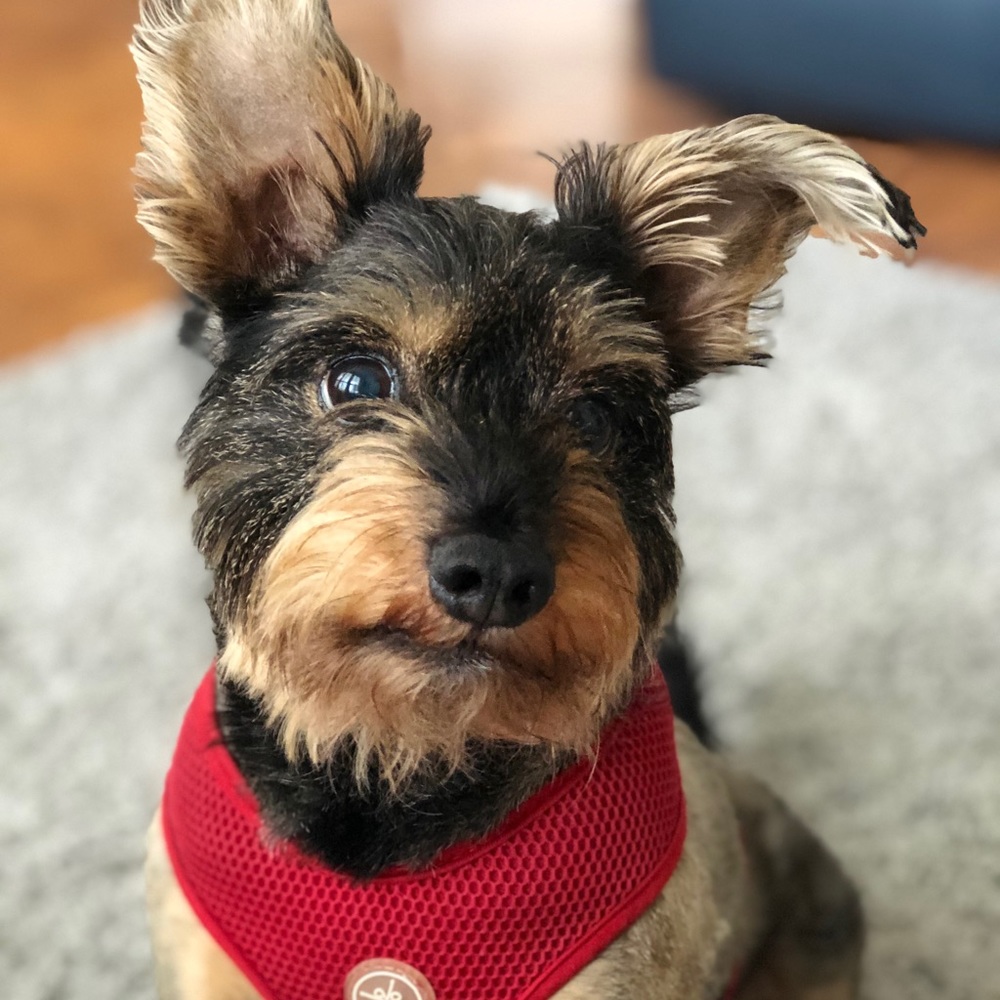 Meet your Posher, Heidi